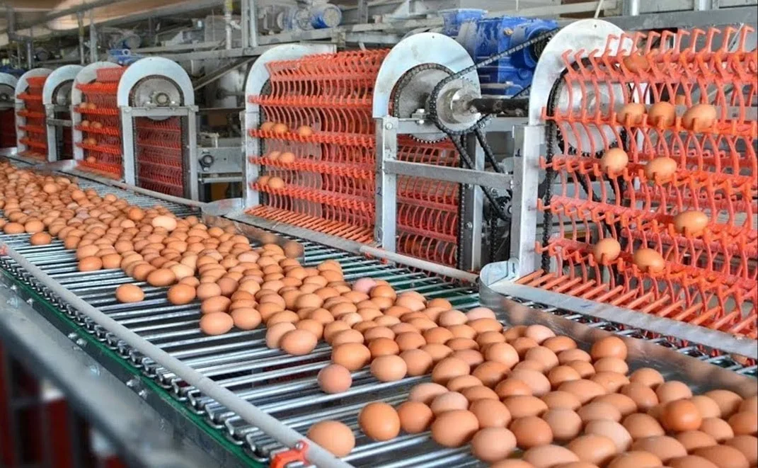 الزراعة والصناعة الغذائية كقوة دافعة نحو تحقيق التنمية والكفاية