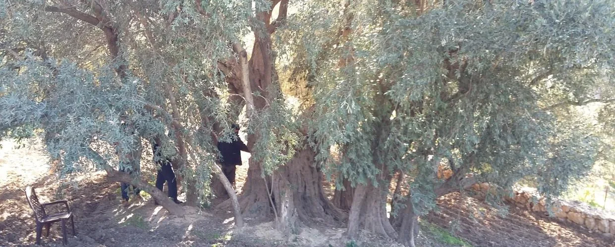 حول جدلية العلاقة بين الإنسان الفلسطيني وشجرة الزيتون
