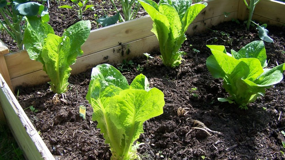 نحن نقاتل: أنماط الحياة.. الخطة ب